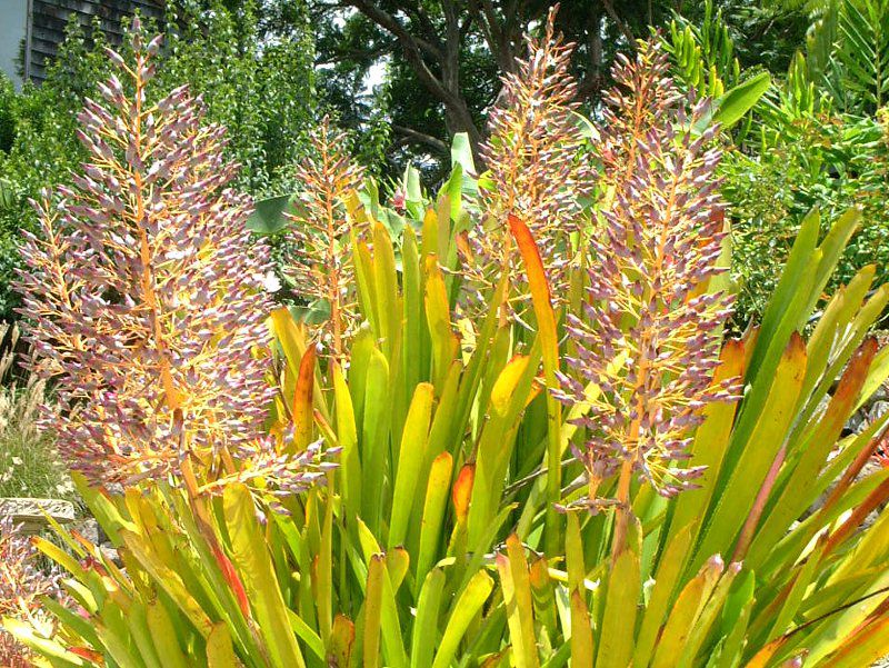 GNAEuAiAechmea bromeliadj